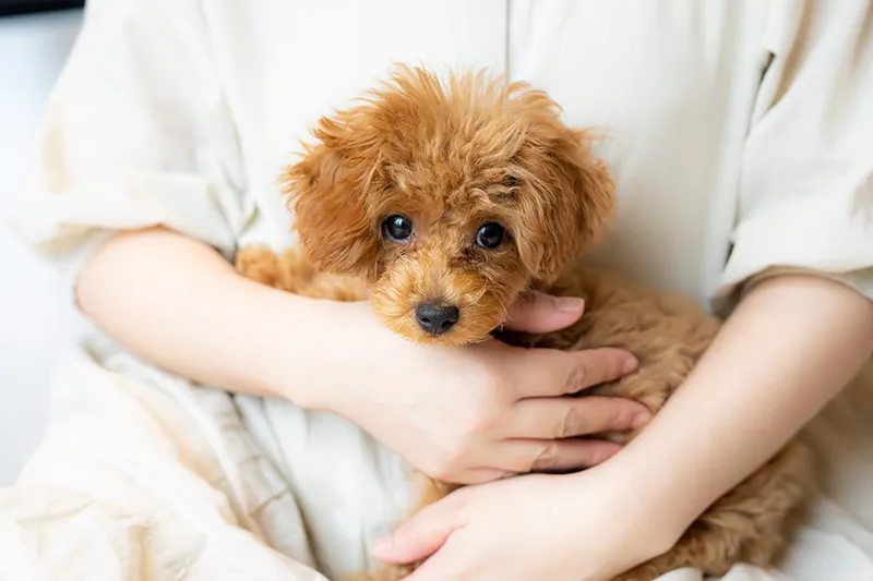 家族として迎えるためのポイントを解説